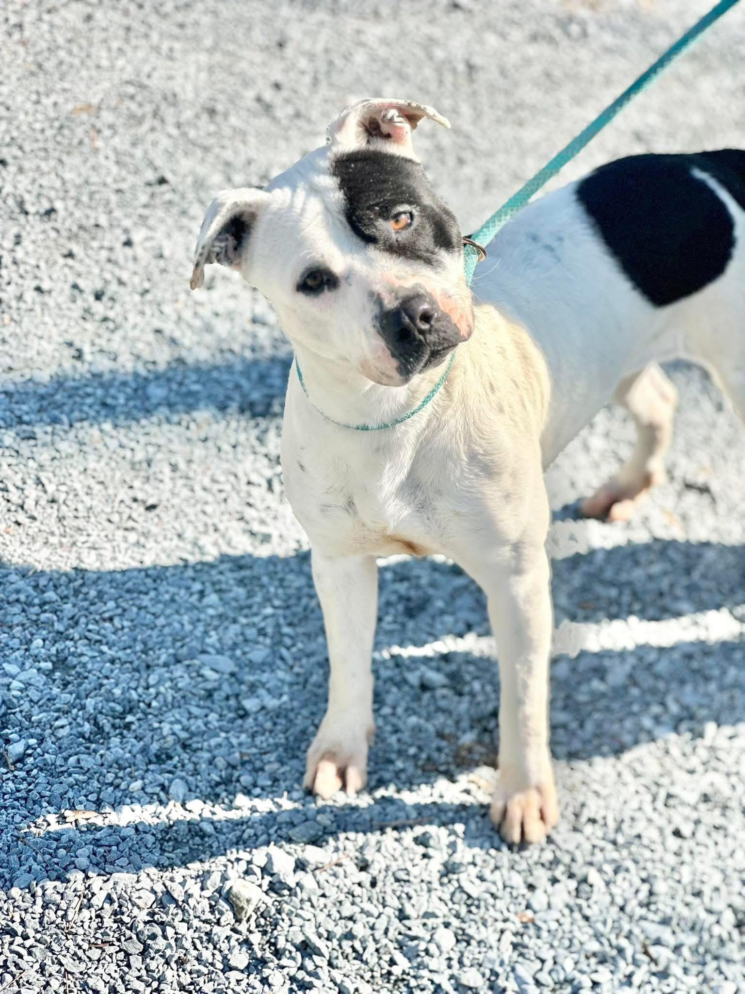 Mary, a ADOPTABLE American Bulldog in Elizabethtown, NC image 2/2