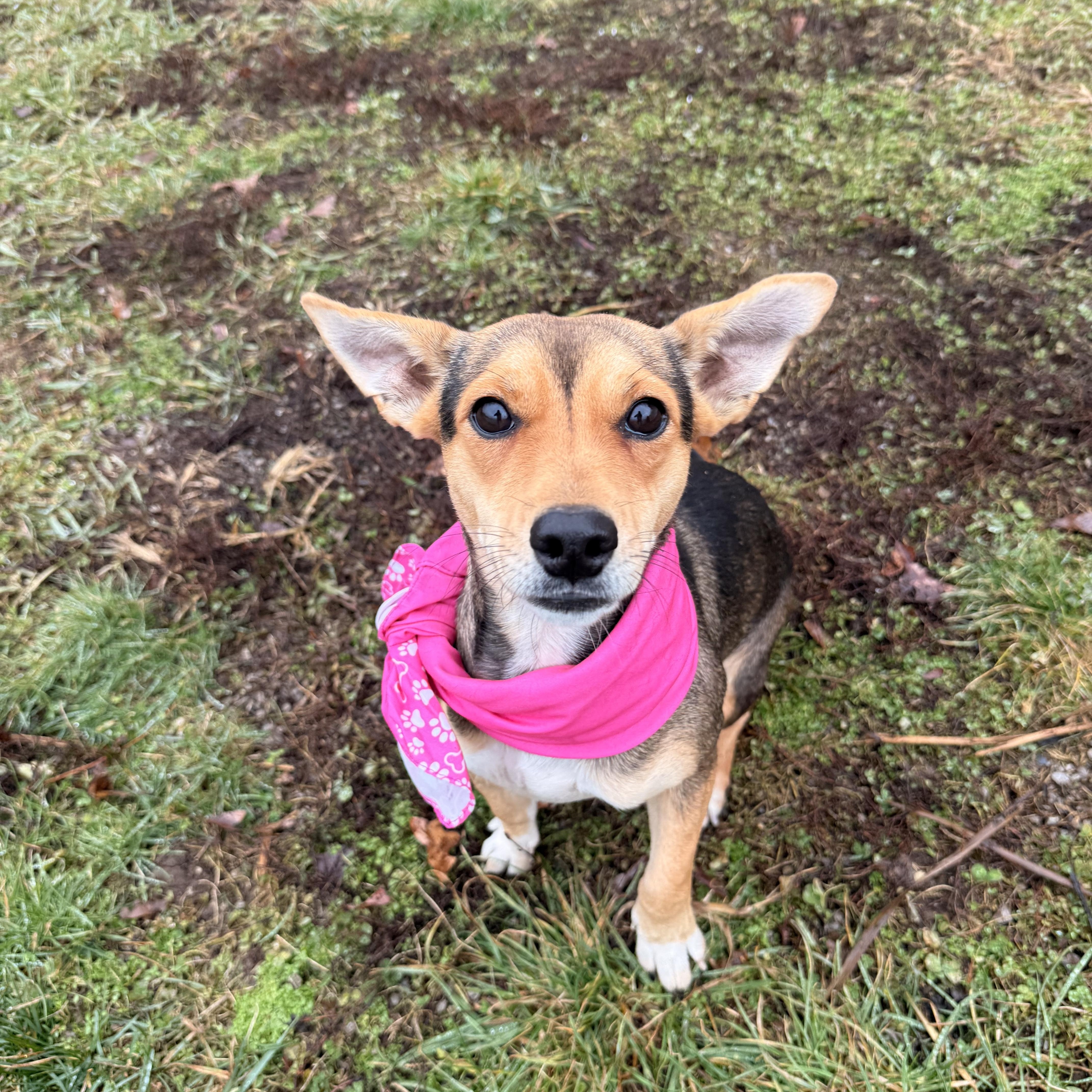 Enlarge Destiny, an adoption pending mixed breed in Clinton, PA image 1/6