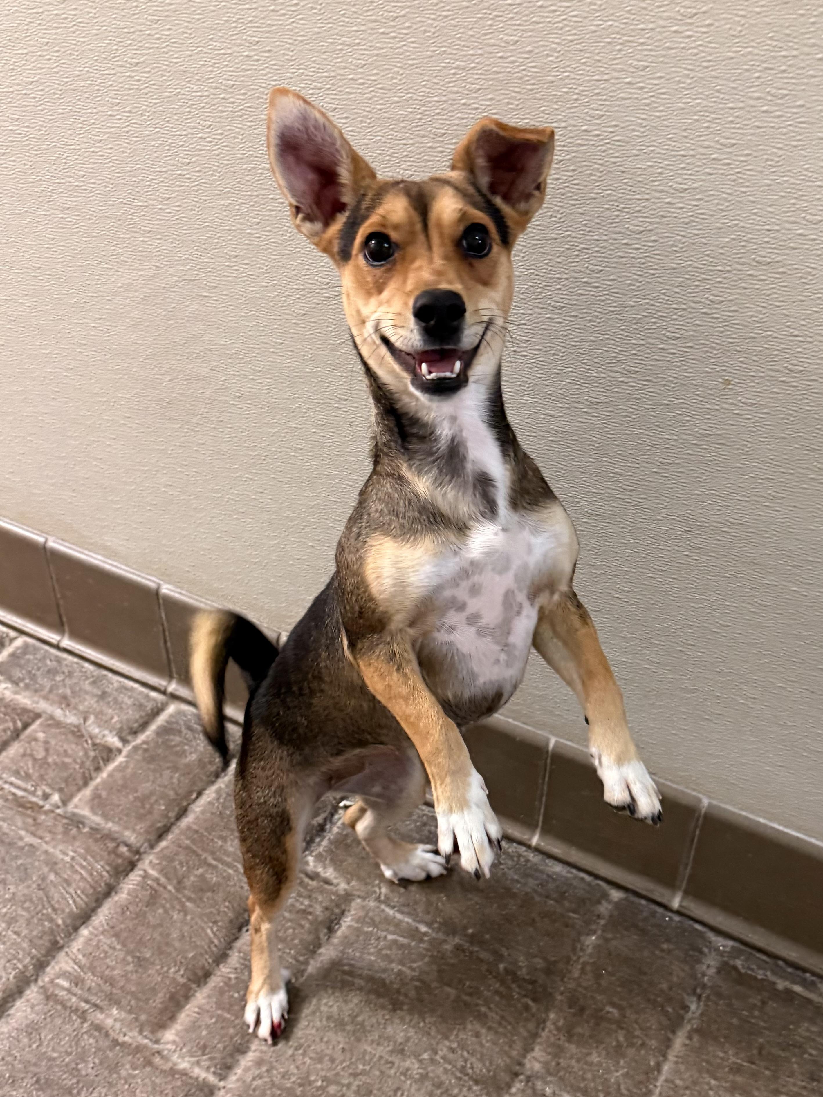 Enlarge Destiny, an adoption pending mixed breed in Clinton, PA image 5/6