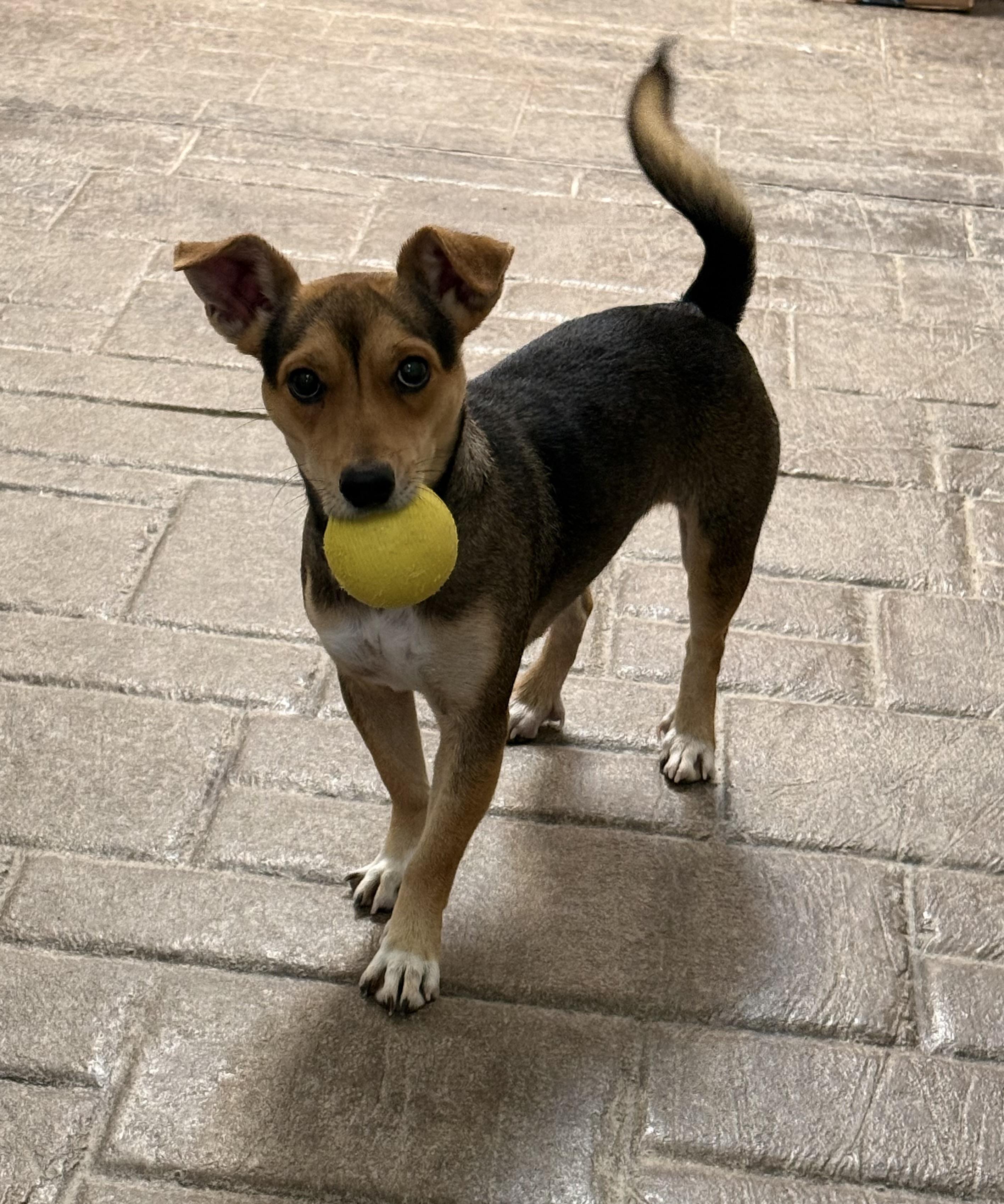 Enlarge Destiny, an adoption pending mixed breed in Clinton, PA image 6/6