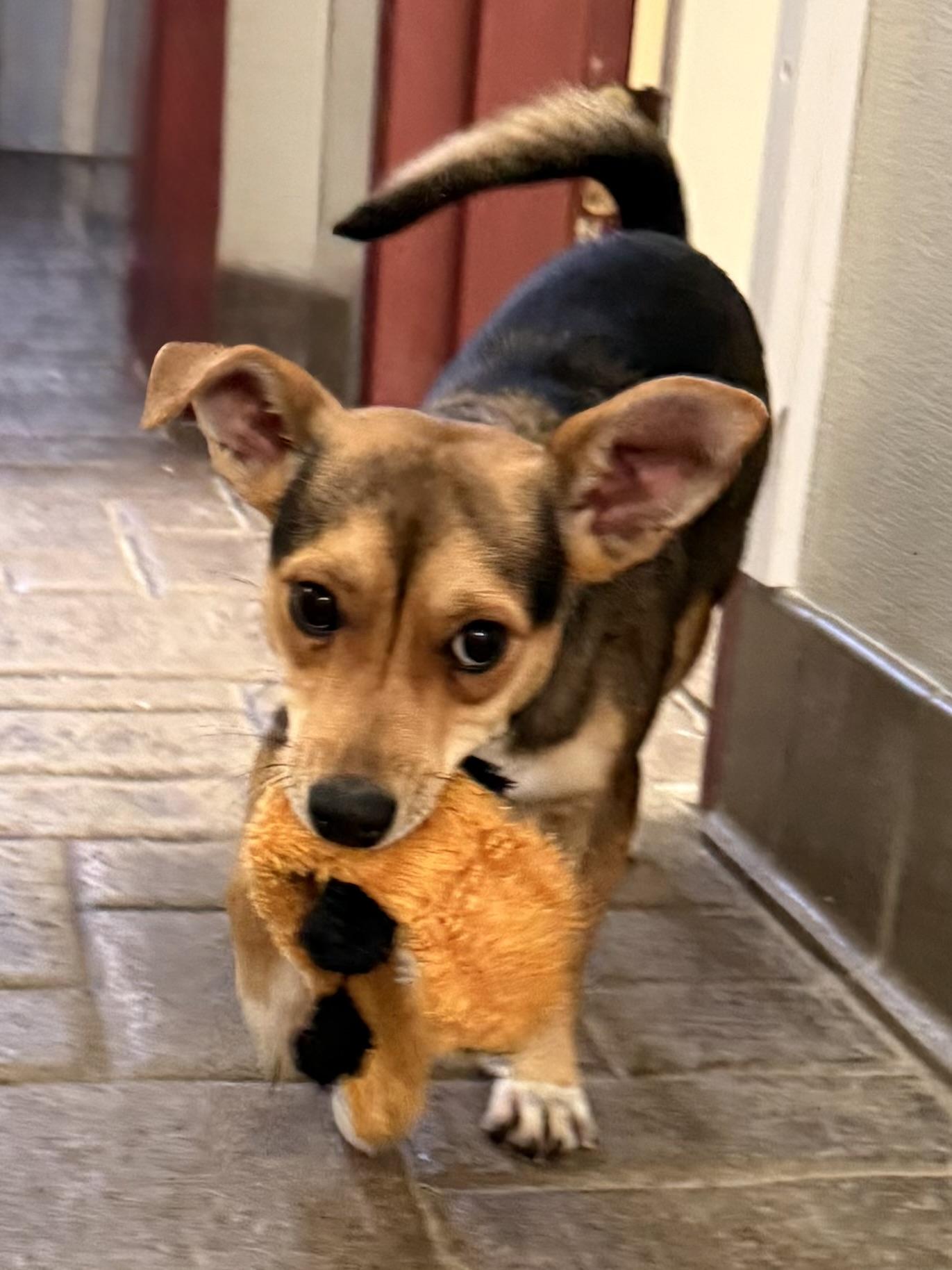 Enlarge Destiny, an adoption pending mixed breed in Clinton, PA image 4/6