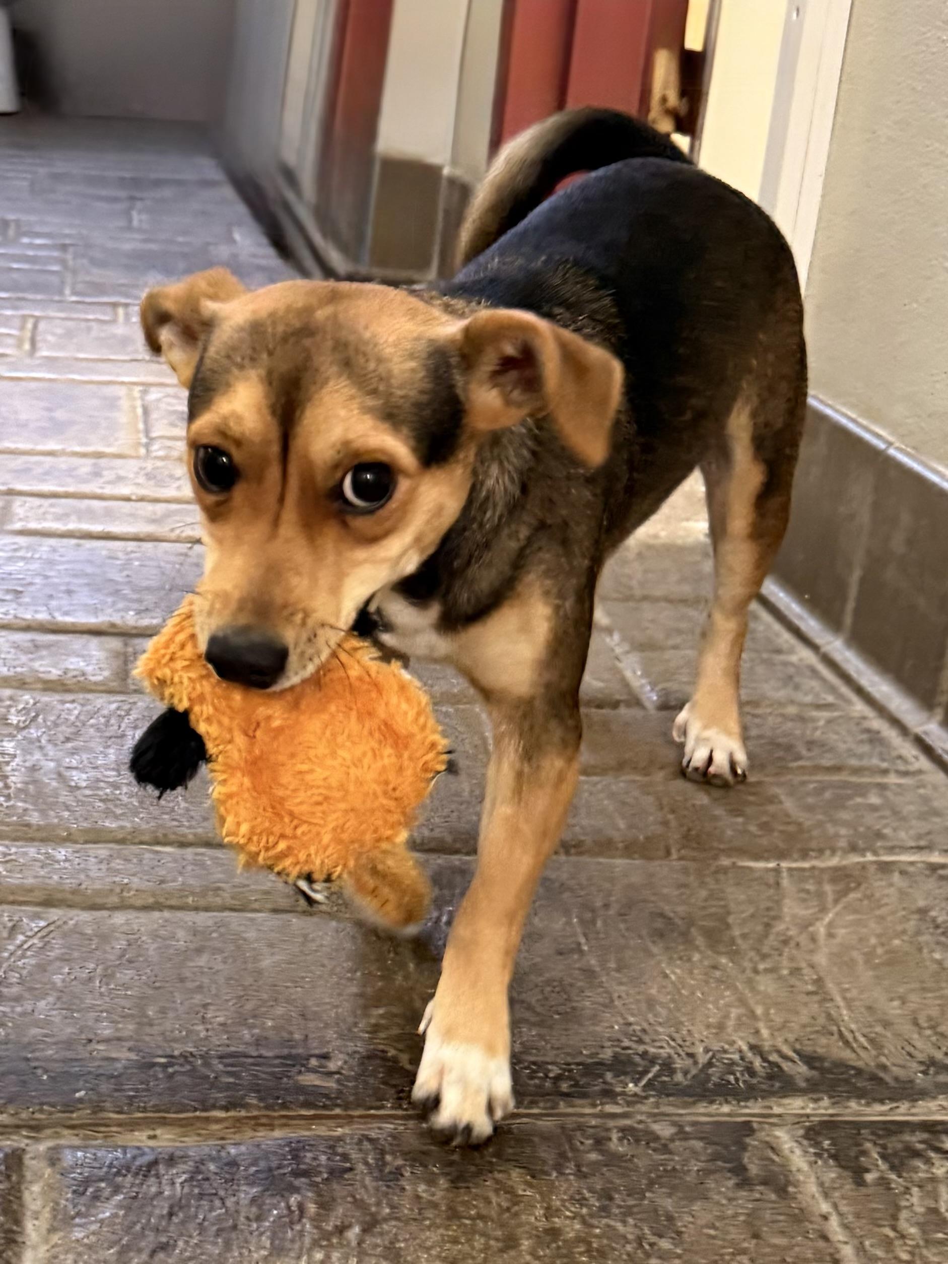 Destiny, ADOPTABLE, Young Female Chihuahua & Toy Manchester Terrier.