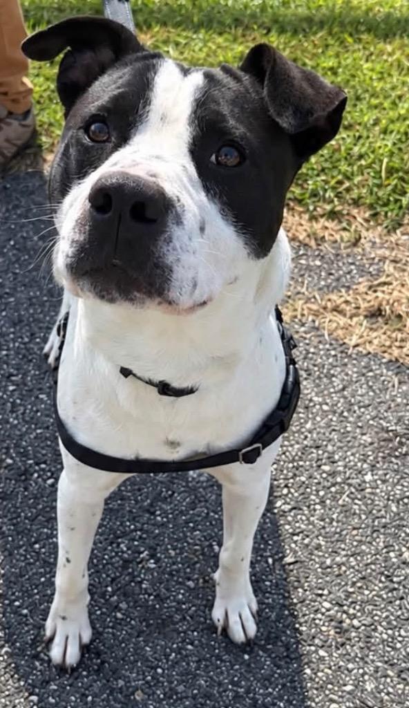 Cupcake, Adoptable, Adult Male American Staffordshire Terrier & Mixed Breed.