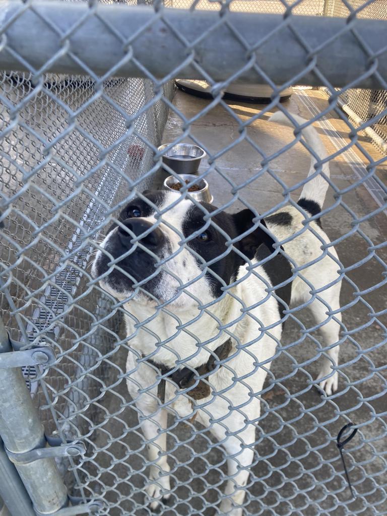 Enlarge Cupcake, a Adoptable mixed breed in Burnsville, NC image 2/3