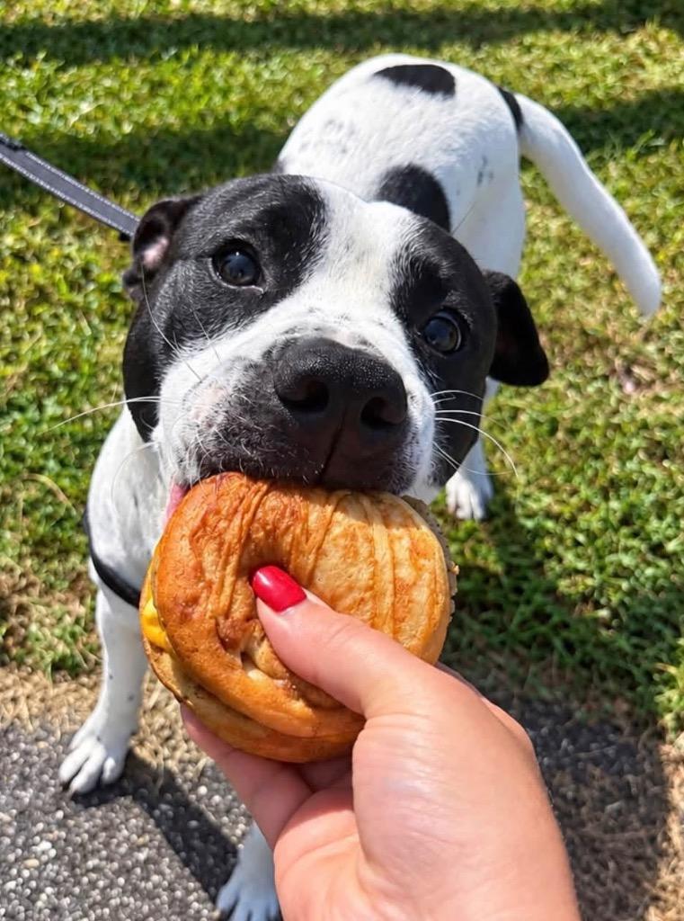 Enlarge Cupcake, a Adoptable mixed breed in Burnsville, NC image 3/3