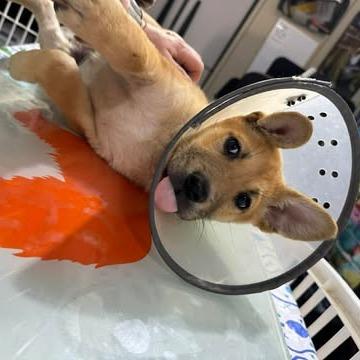 Lady Fluffington, Adoptable, Puppy Female Shepherd.