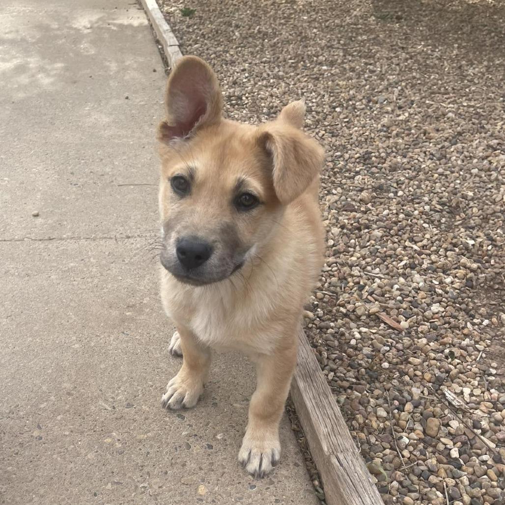 Enlarge Lady Fluffington, a Adoptable mixed breed in Amarillo, TX image 2/6