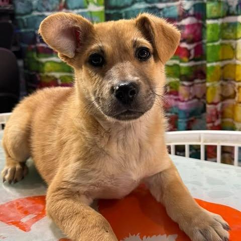 Enlarge Lady Fluffington, a Adoptable mixed breed in Amarillo, TX image 3/6