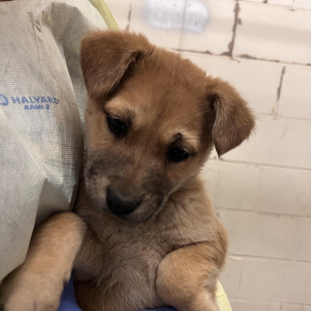 Enlarge Lady Fluffington, a Adoptable mixed breed in Amarillo, TX image 6/6