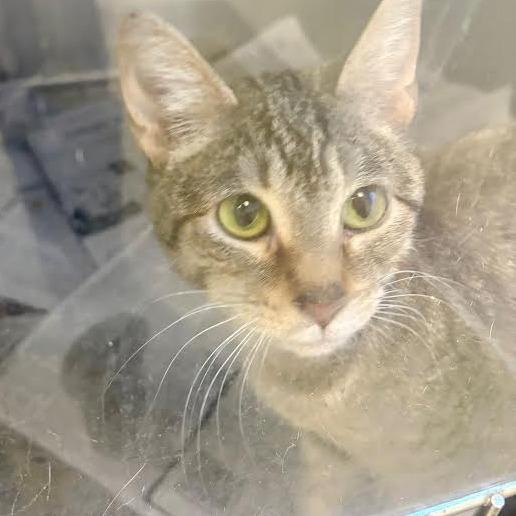 Enlarge Angel, a Adoptable Domestic Short Hair in Marshall, TX image 1/2