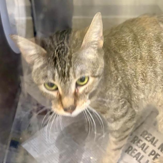 Enlarge Angel, a Adoptable Domestic Short Hair in Marshall, TX image 2/2