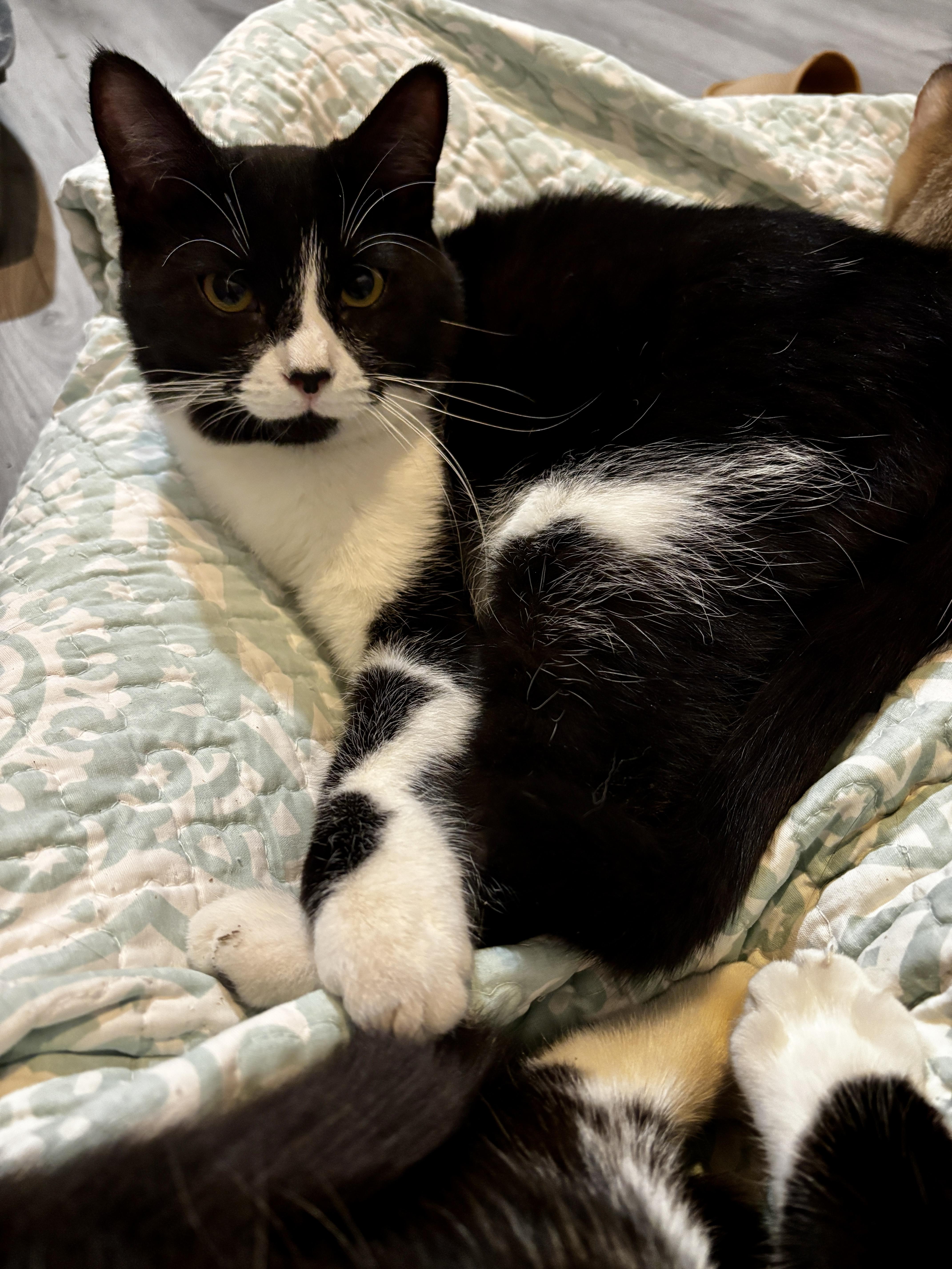 Enlarge WAVERLEY , a ADOPTABLE Tuxedo in Shakespeare, ON image 1/4