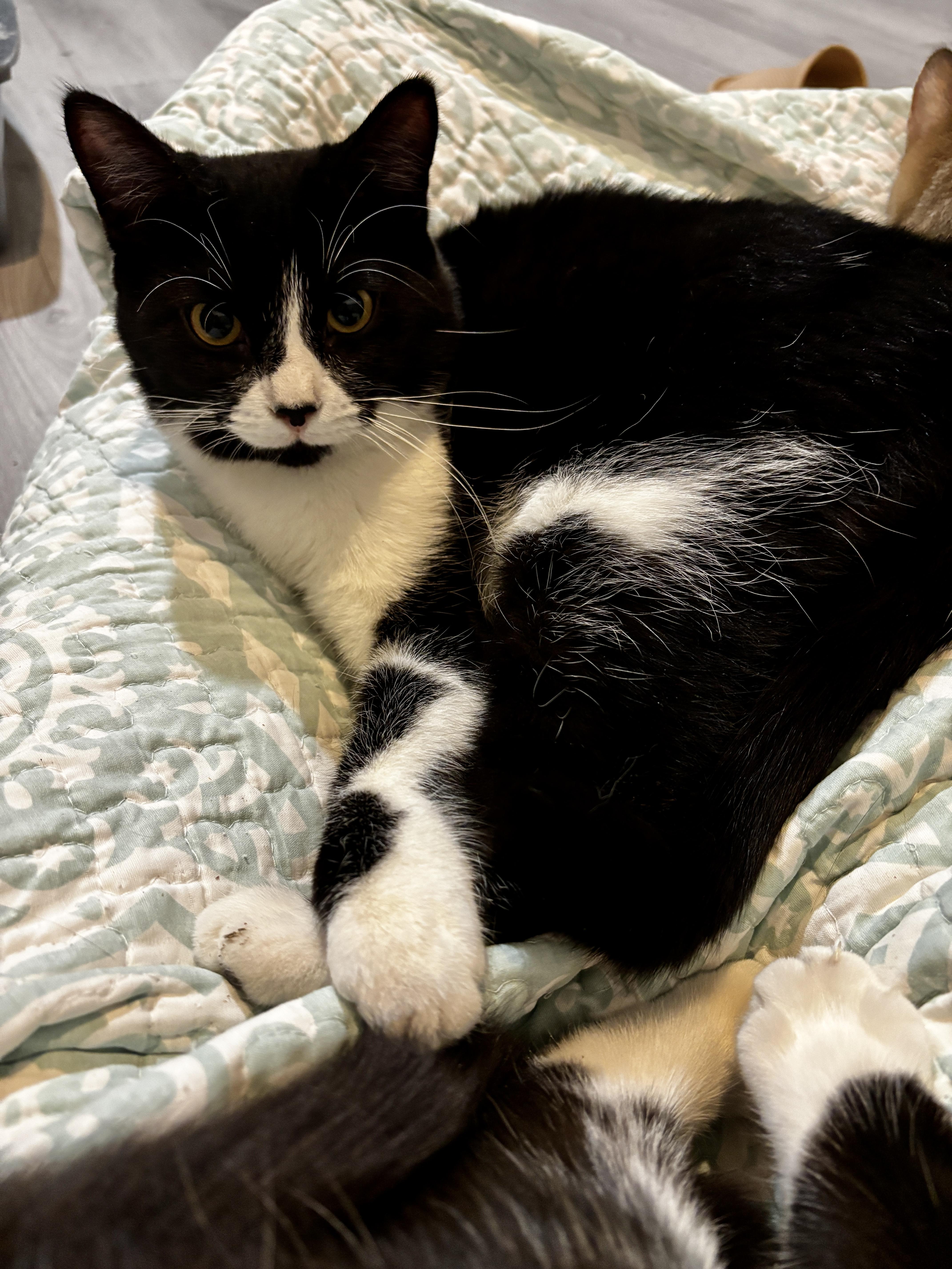 Enlarge WAVERLEY , a ADOPTABLE Tuxedo in Shakespeare, ON image 2/4