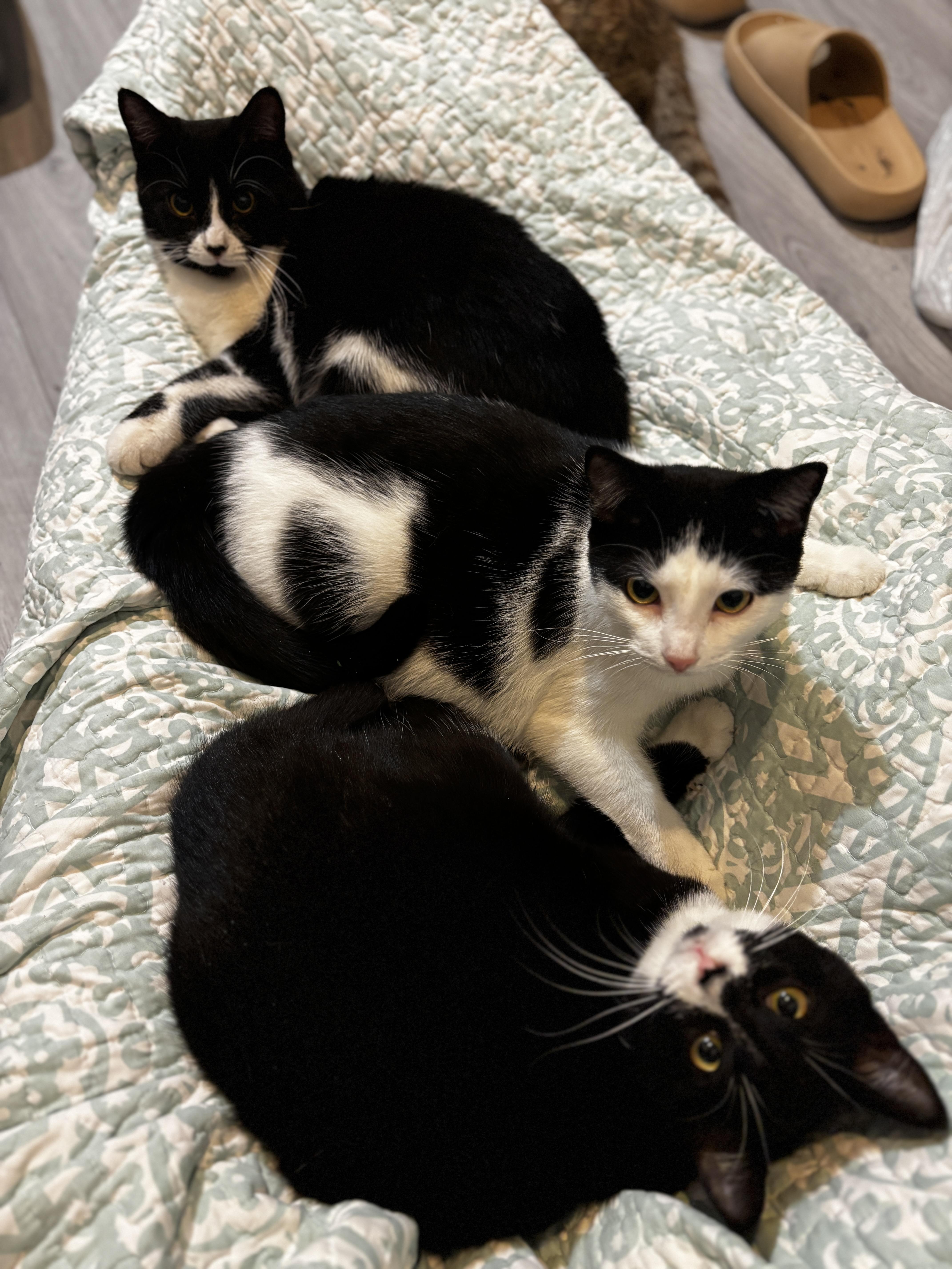 Enlarge WAVERLEY , a ADOPTABLE Tuxedo in Shakespeare, ON image 3/4