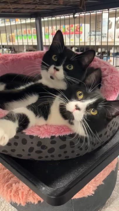 Enlarge WAVERLEY , a ADOPTABLE Tuxedo in Shakespeare, ON video 4/4