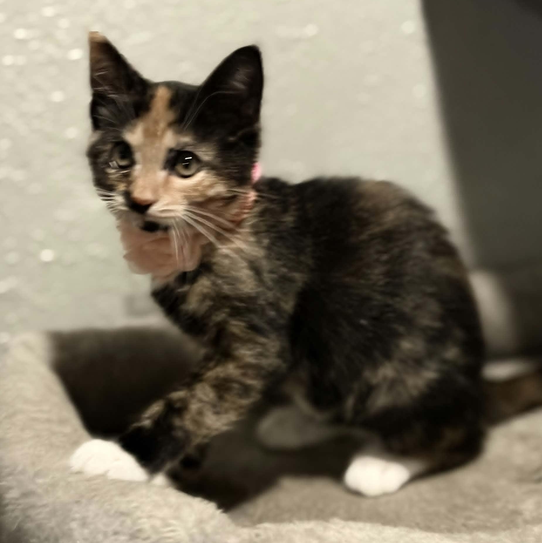 Enlarge Nikki (In Foster), a ADOPTABLE Domestic Short Hair in Watertown, WI image 2/3