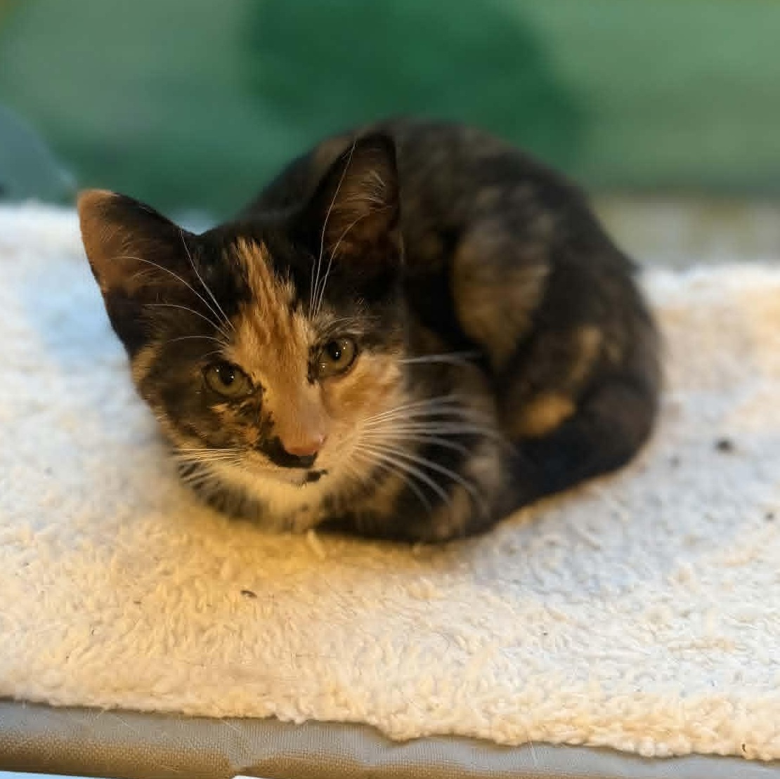 Nikki (In Foster), ADOPTABLE, Kitten Female Domestic Short Hair.