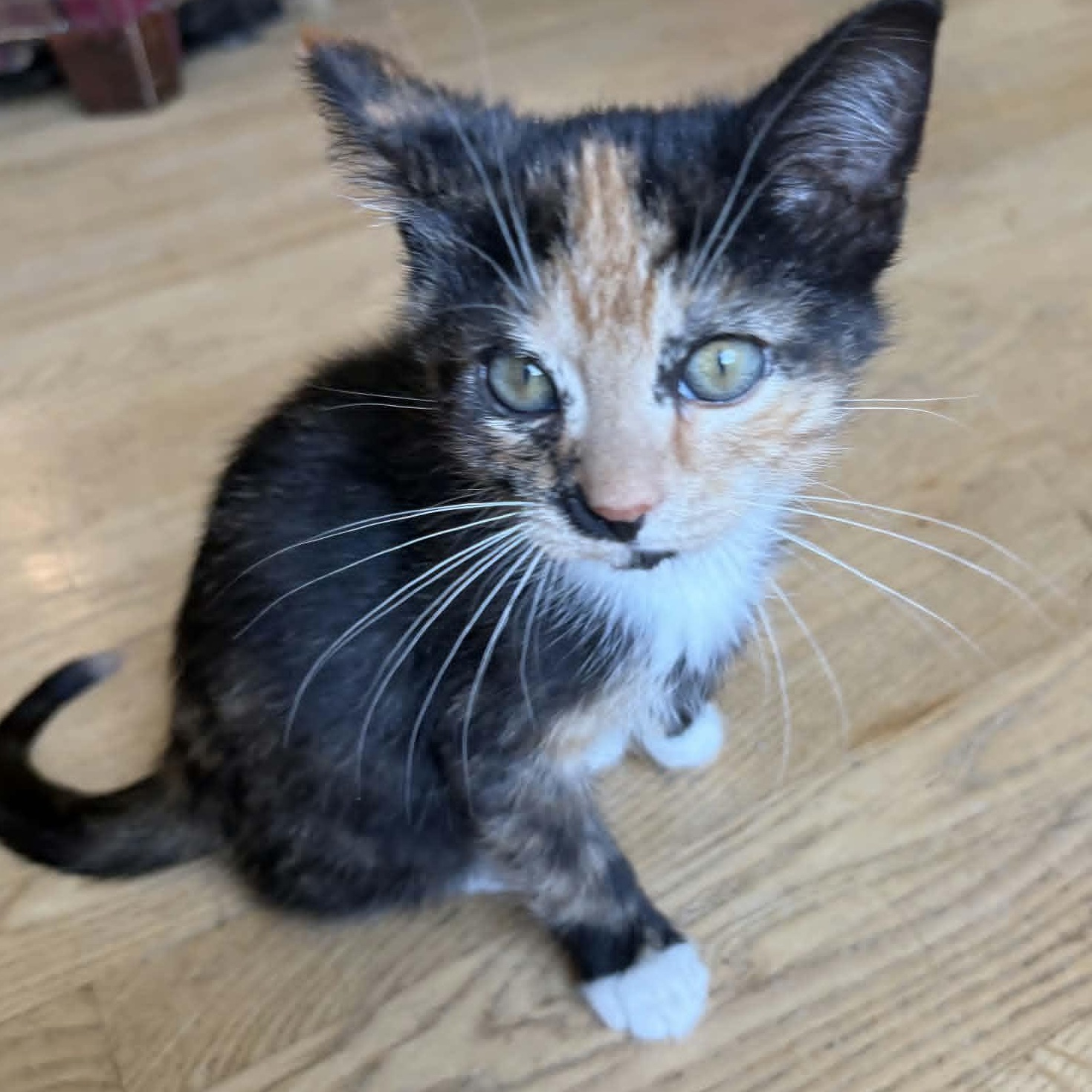 Enlarge Nikki (In Foster), a ADOPTABLE Domestic Short Hair in Watertown, WI image 3/3