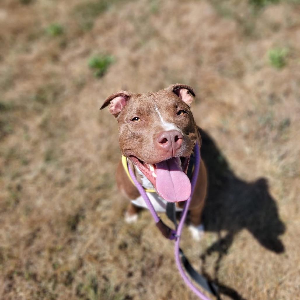 Hilda, Adoptable, Adult Female Mixed Breed.