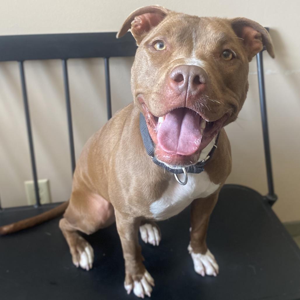 Enlarge Hilda, a Adoptable Mixed Breed in Batavia, OH image 3/6