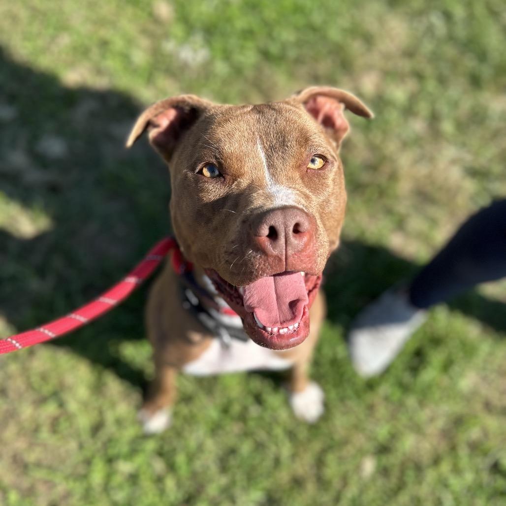 Enlarge Hilda, a Adoptable Mixed Breed in Batavia, OH image 4/6