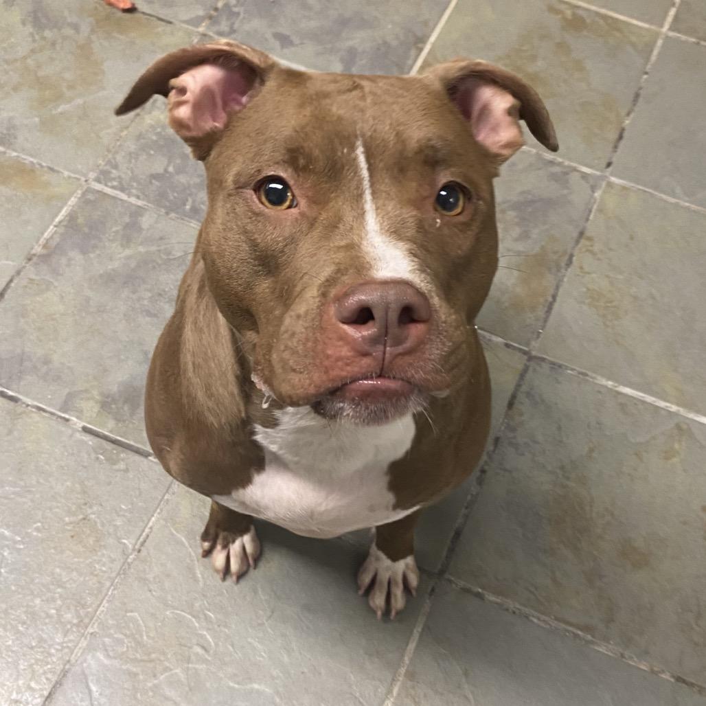 Enlarge Hilda, a Adoptable Mixed Breed in Batavia, OH image 6/6