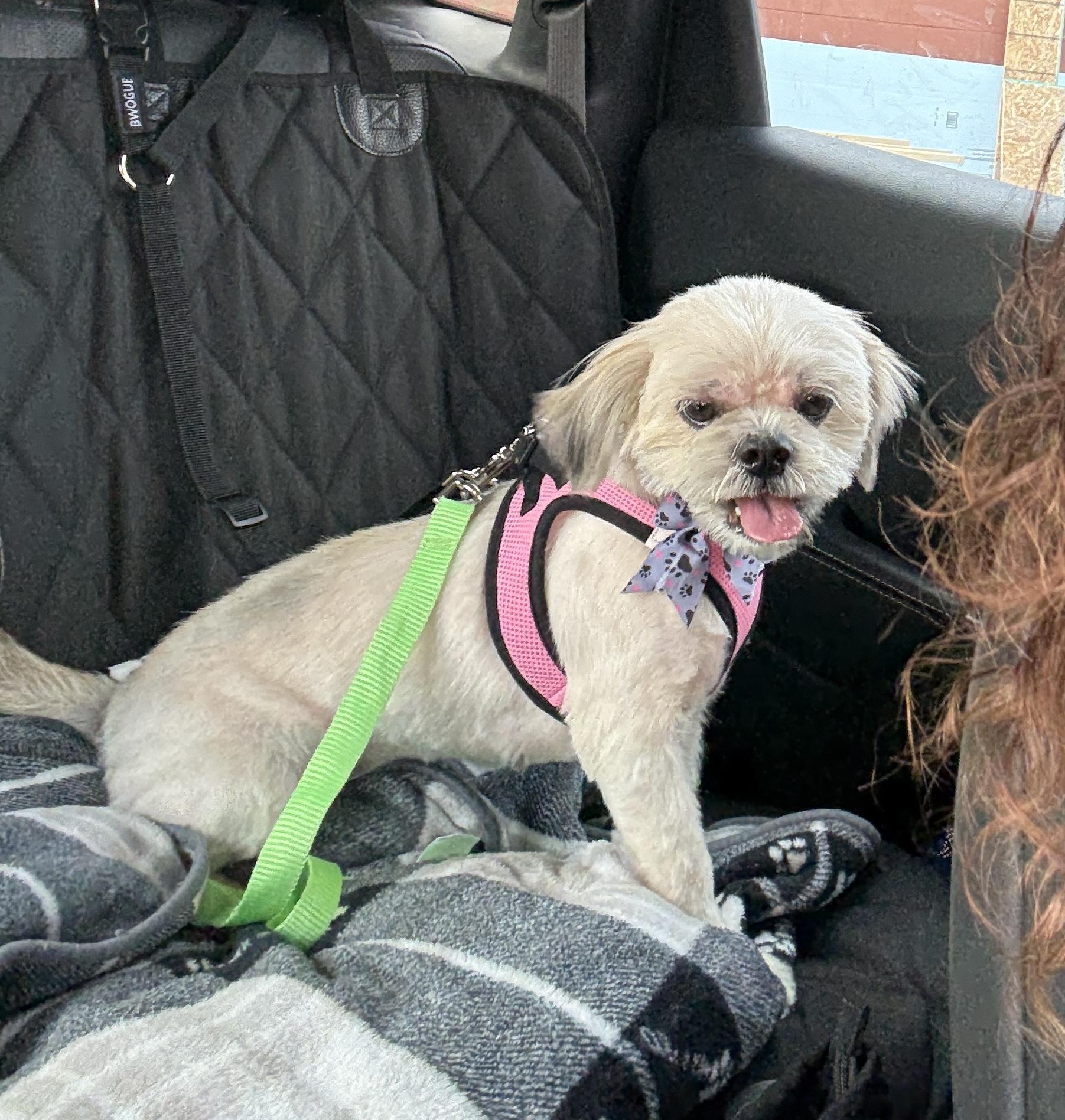 Enlarge Tawney, a Adopted Lhasa Apso in Dayton, OH image 2/2