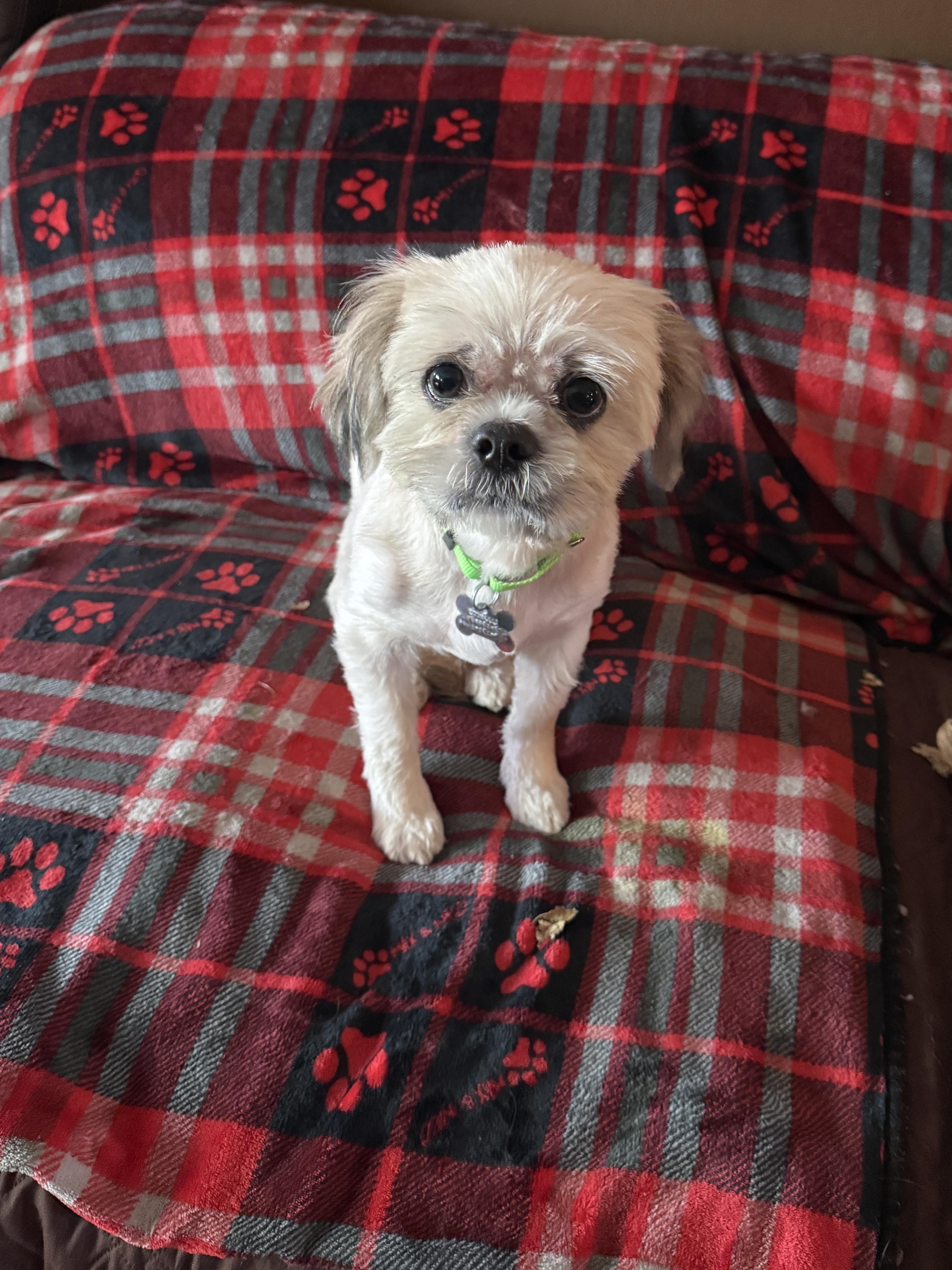 Enlarge Tawney, a Adopted Lhasa Apso in Dayton, OH image 1/2