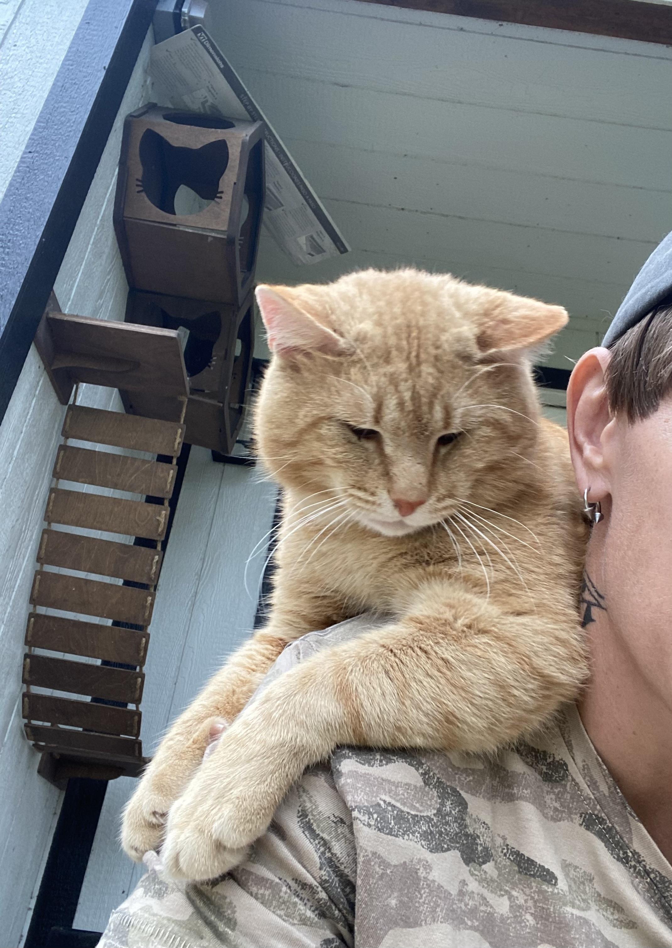 Pumpkin Head, Adult Male Chausie