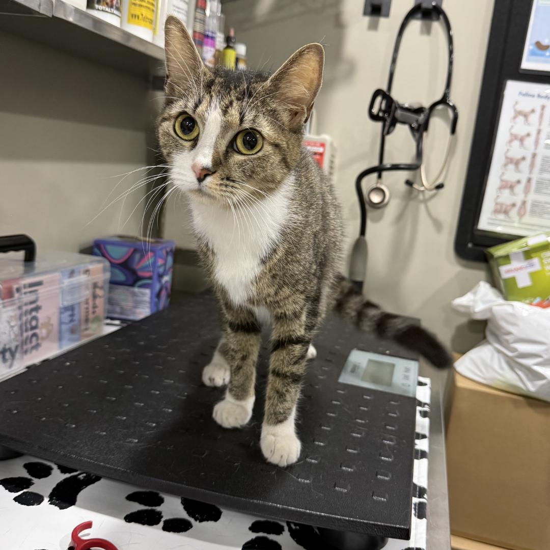 Tuna, ADOPTABLE, Kitten Female Domestic Short Hair.