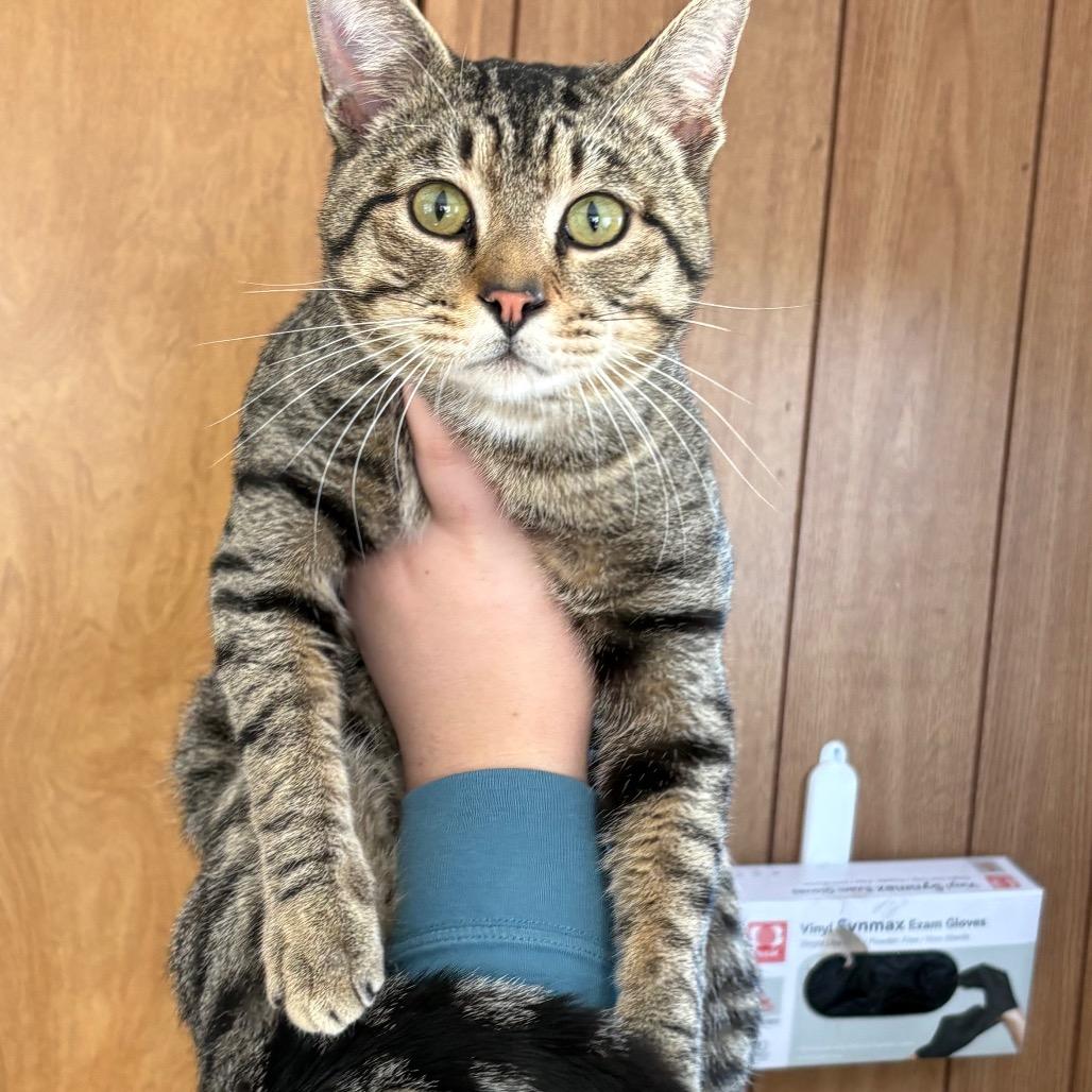 Enlarge Paul Revere(@ PetSmart Alabaster), a Adoptable Domestic Short Hair in Columbiana, AL image 1/1