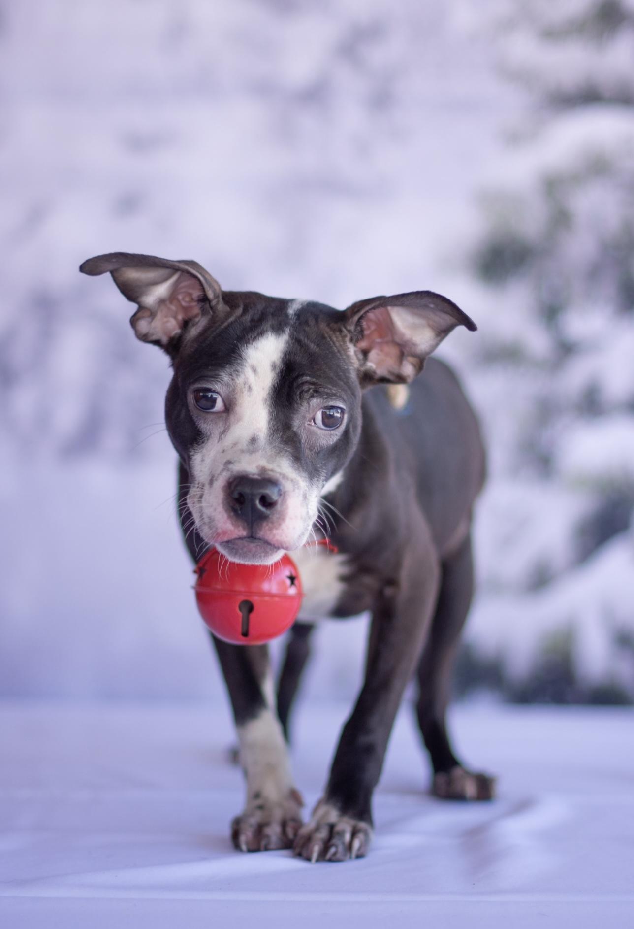 Enlarge Gusty, a ADOPTABLE mixed breed in Indianapolis, IN image 1/5