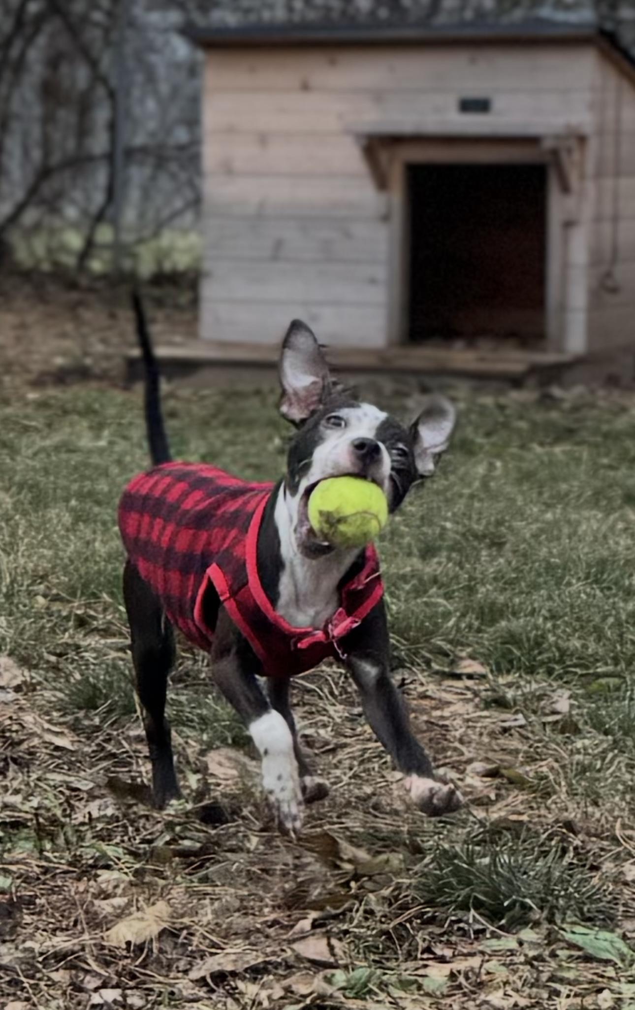 Enlarge Gusty, a ADOPTABLE mixed breed in Indianapolis, IN image 2/5