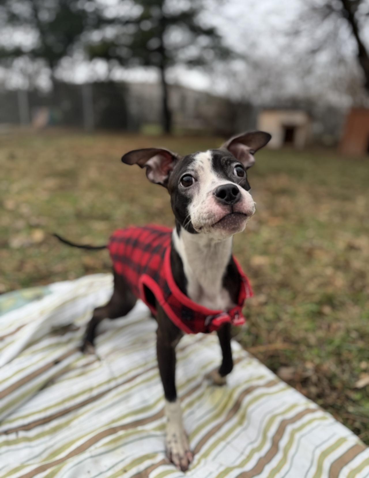 Enlarge Gusty, a ADOPTABLE mixed breed in Indianapolis, IN image 4/5