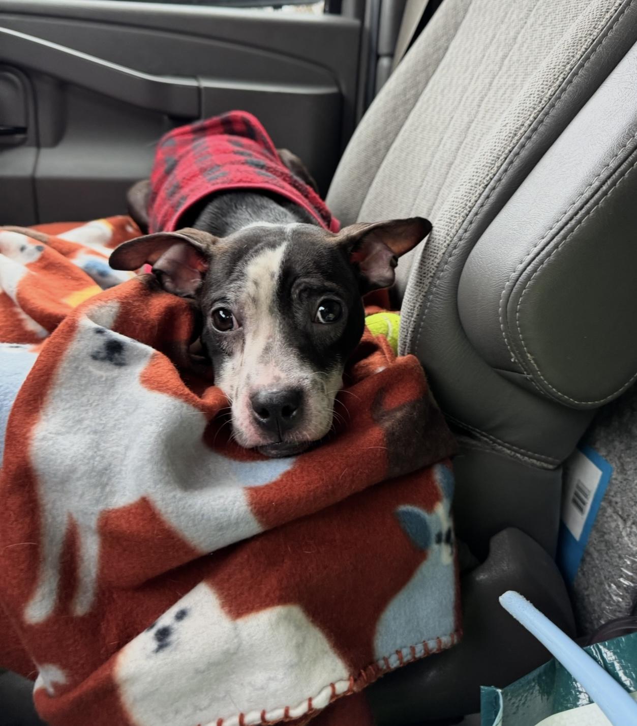 Enlarge Gusty, a ADOPTABLE mixed breed in Indianapolis, IN image 5/5