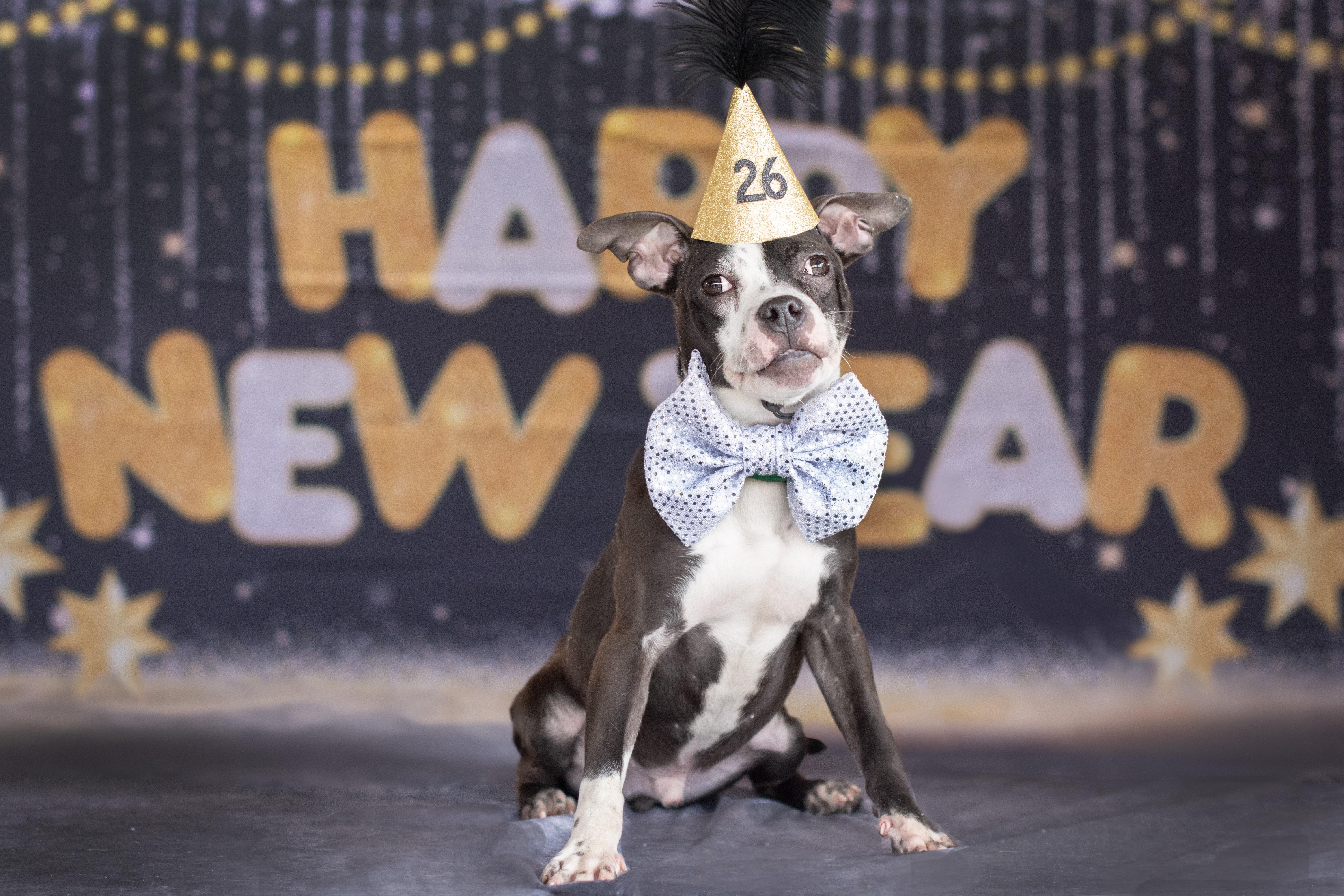 Enlarge Gusty, an adopted mixed breed in Indianapolis, IN image 6/6