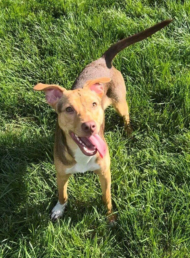 Enlarge Candy (AL), a Adoptable Pit Bull Terrier in New York, NY image 1/3