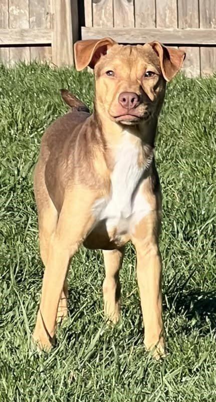 Enlarge Candy (AL), a Adoptable Pit Bull Terrier in New York, NY image 2/3