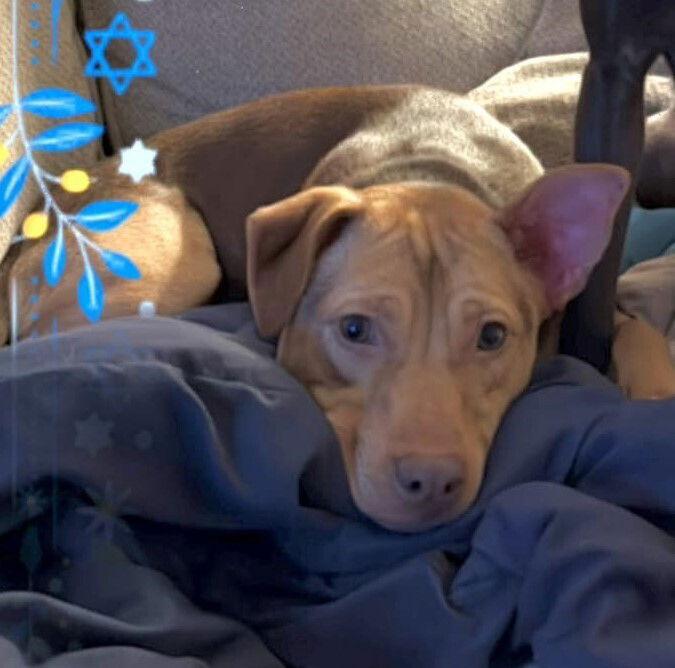 Enlarge Candy (AL), a Adoptable Pit Bull Terrier in New York, NY image 3/3