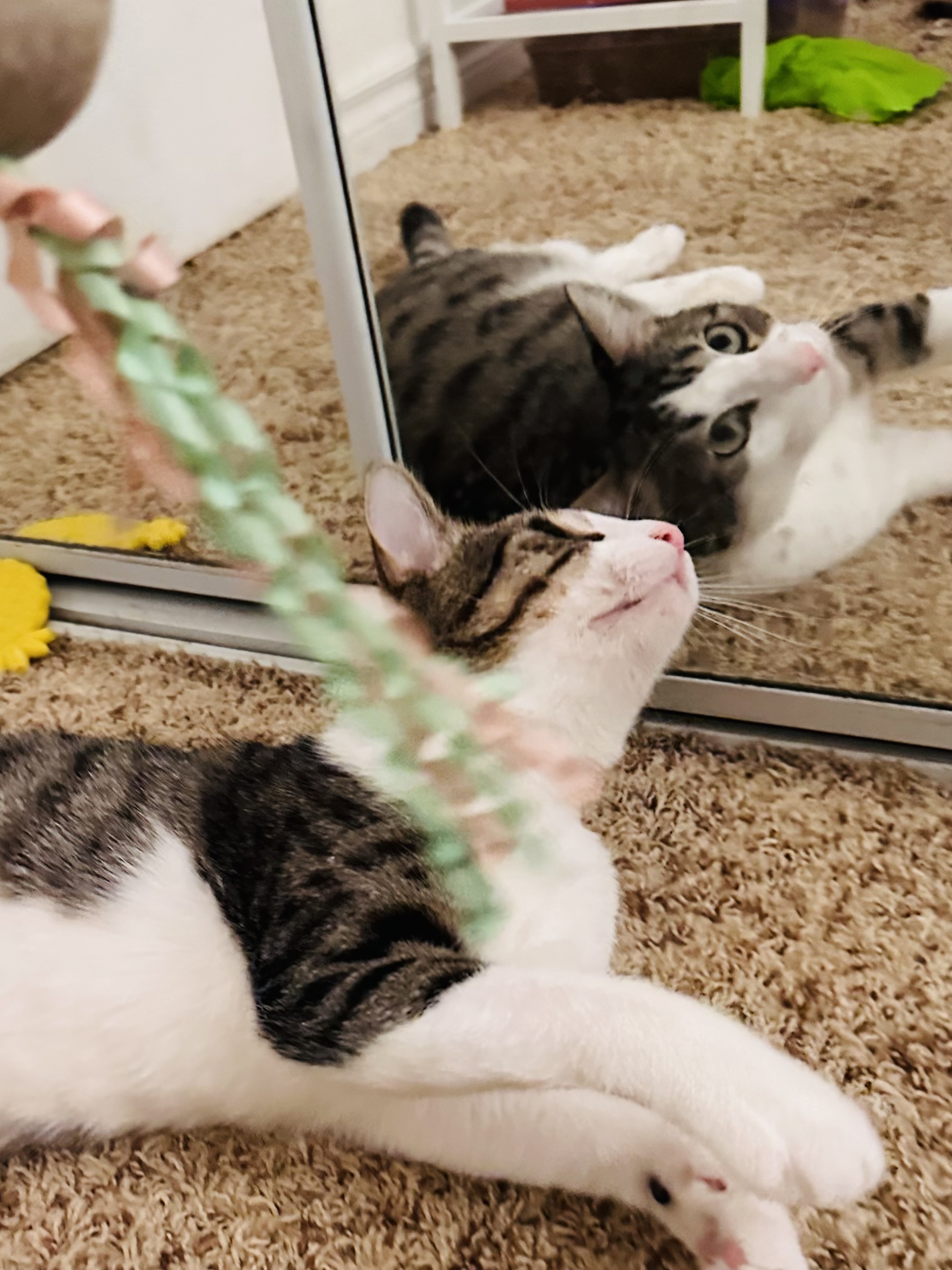 Pretzel, a Adoptable Domestic Short Hair in Santa Ana, CA image 4/6