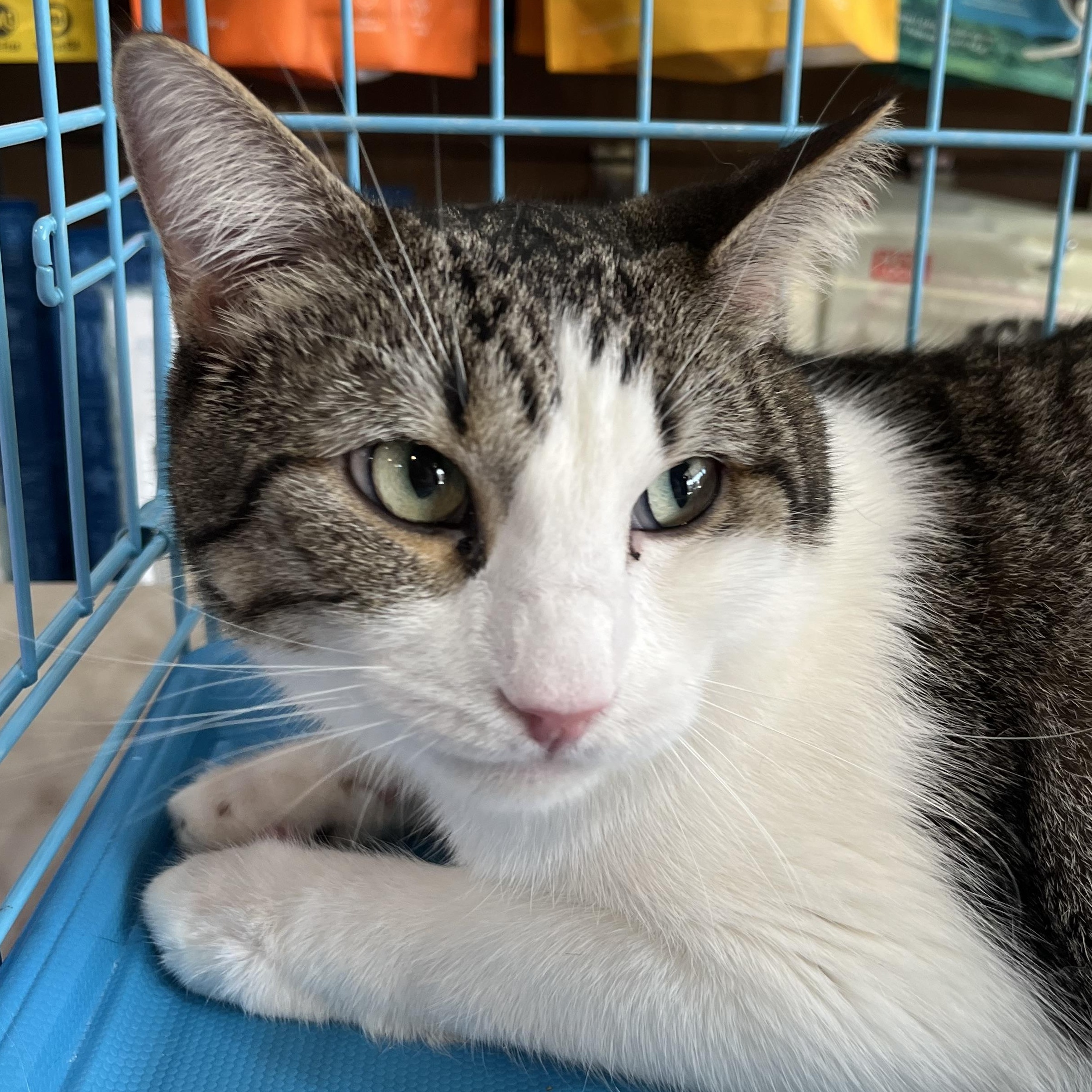 Pretzel, a Adoptable Domestic Short Hair in Santa Ana, CA image 1/6