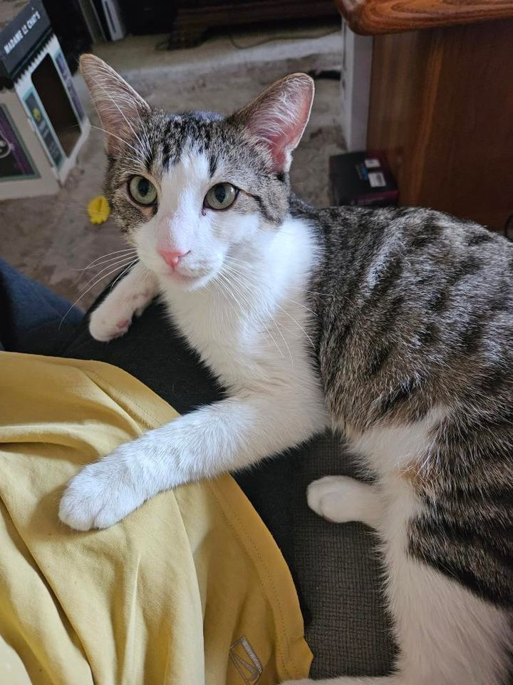 Pretzel, a Adoptable Domestic Short Hair in Santa Ana, CA image 6/6