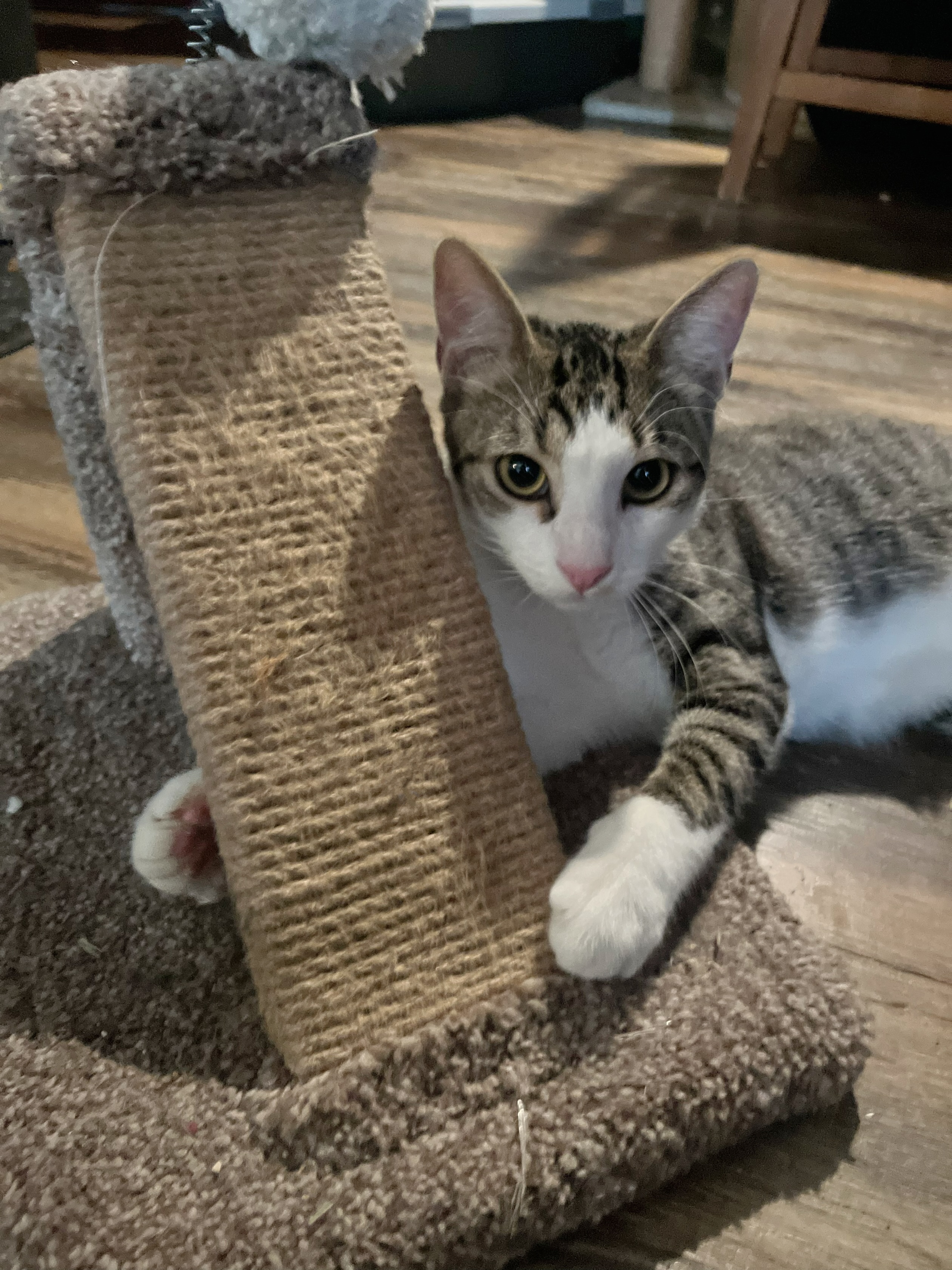 Pretzel, a Adoptable Domestic Short Hair in Santa Ana, CA image 5/6