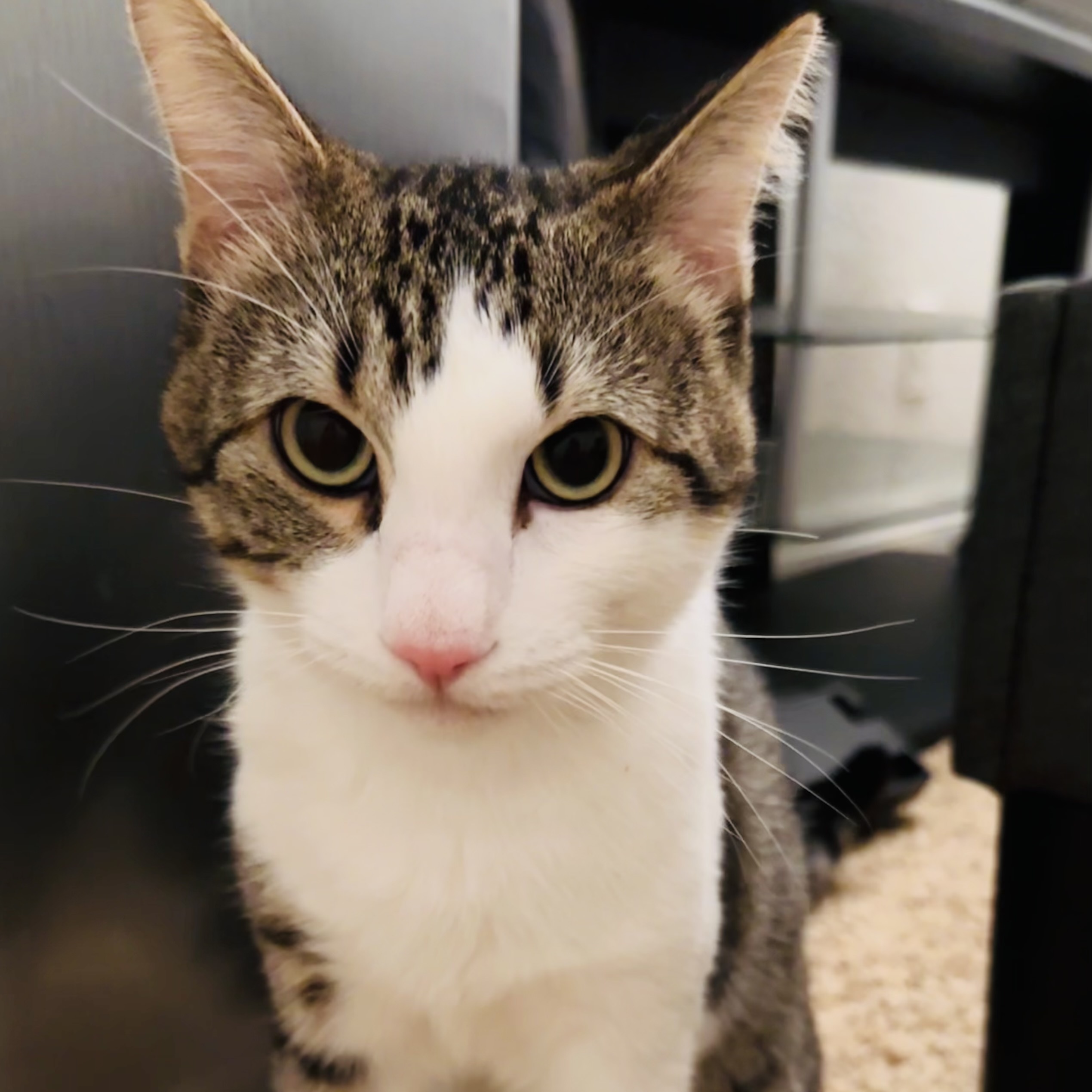 Pretzel, a Adoptable Domestic Short Hair in Santa Ana, CA image 2/6