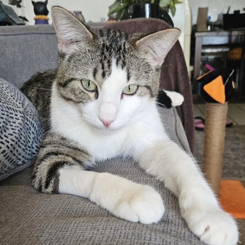 Pretzel, a Adoptable Domestic Short Hair in Santa Ana, CA image 3/6