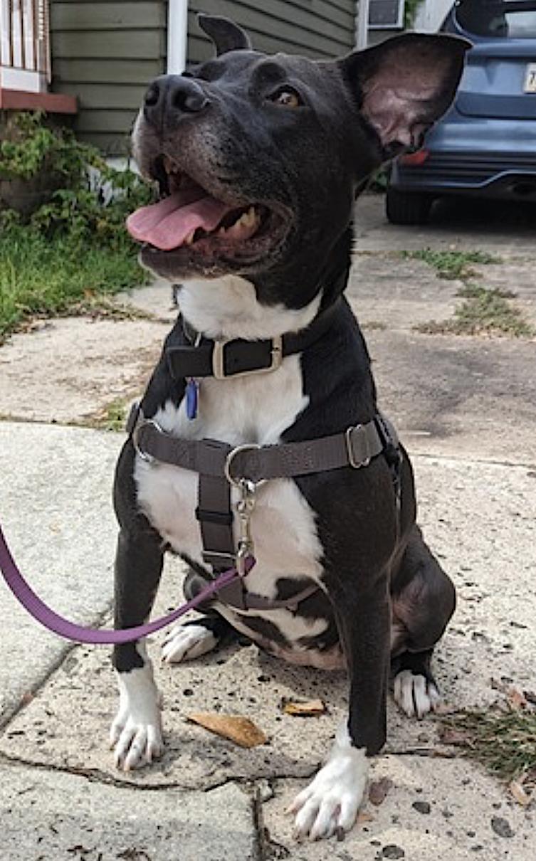 Dange — thumbnail 5