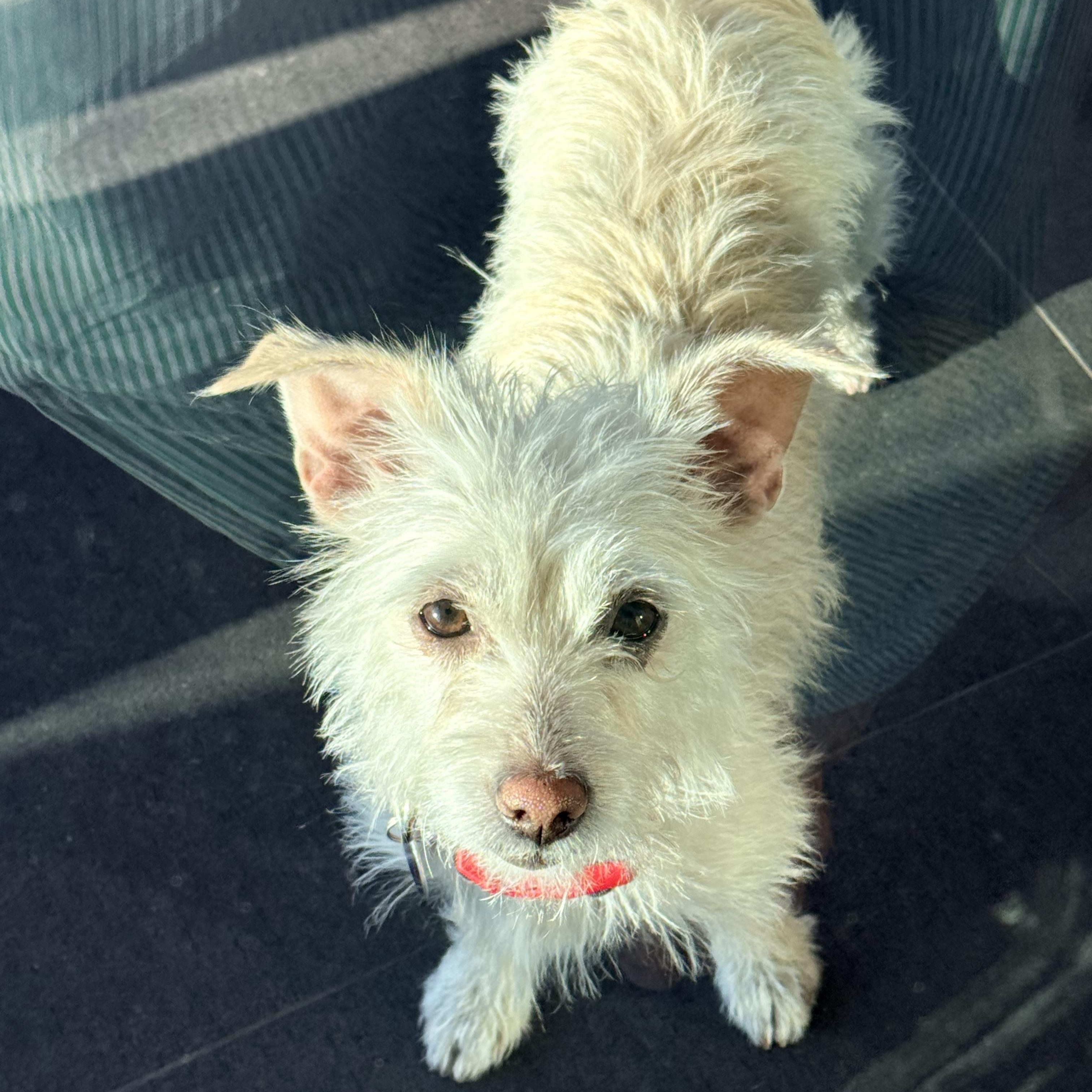 LIL' BOW WOW aka POSEY, a Adoptable mixed breed in los angeles, CA image 1/6