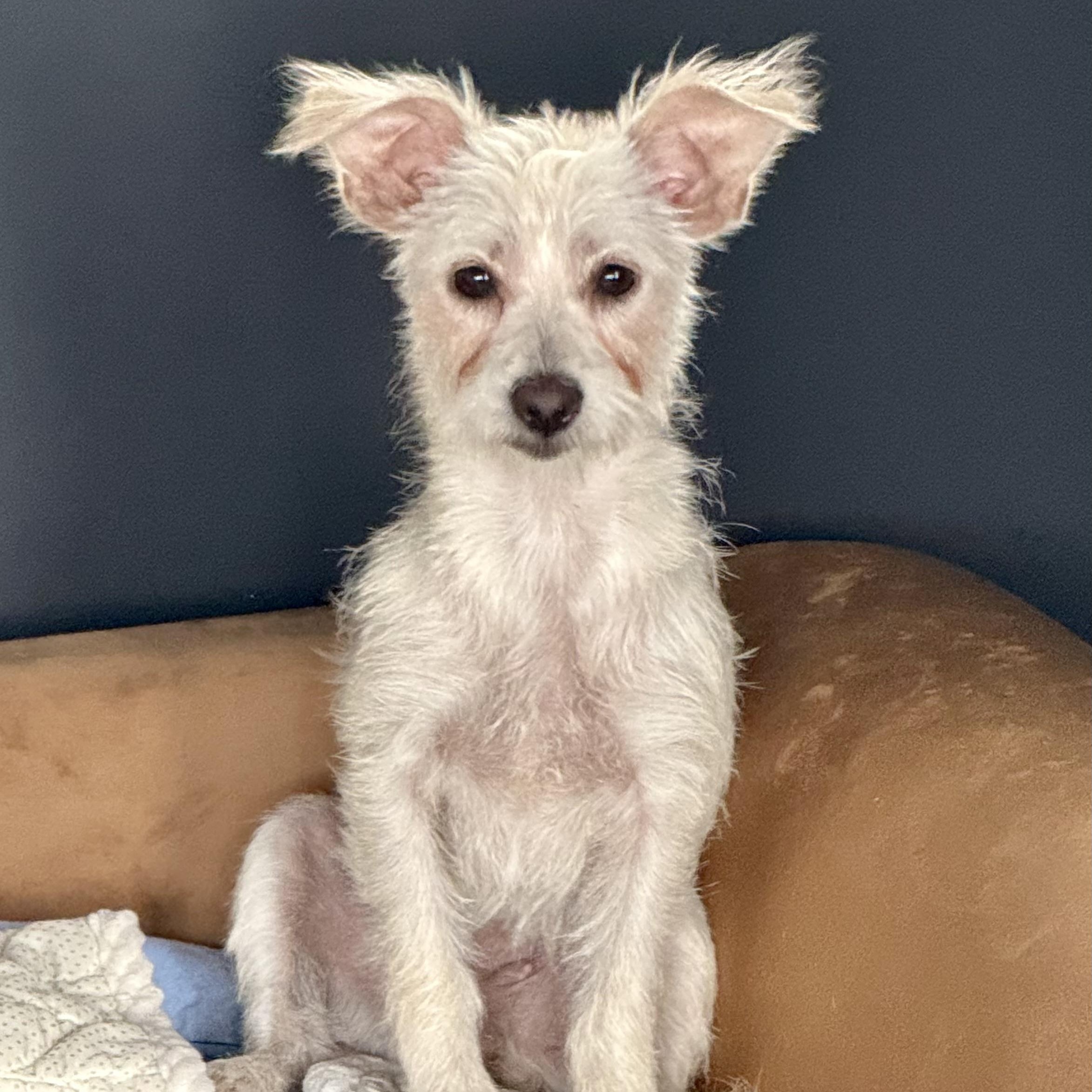 POSEY, a Adoptable mixed breed in El Segundo, CA image 2/6