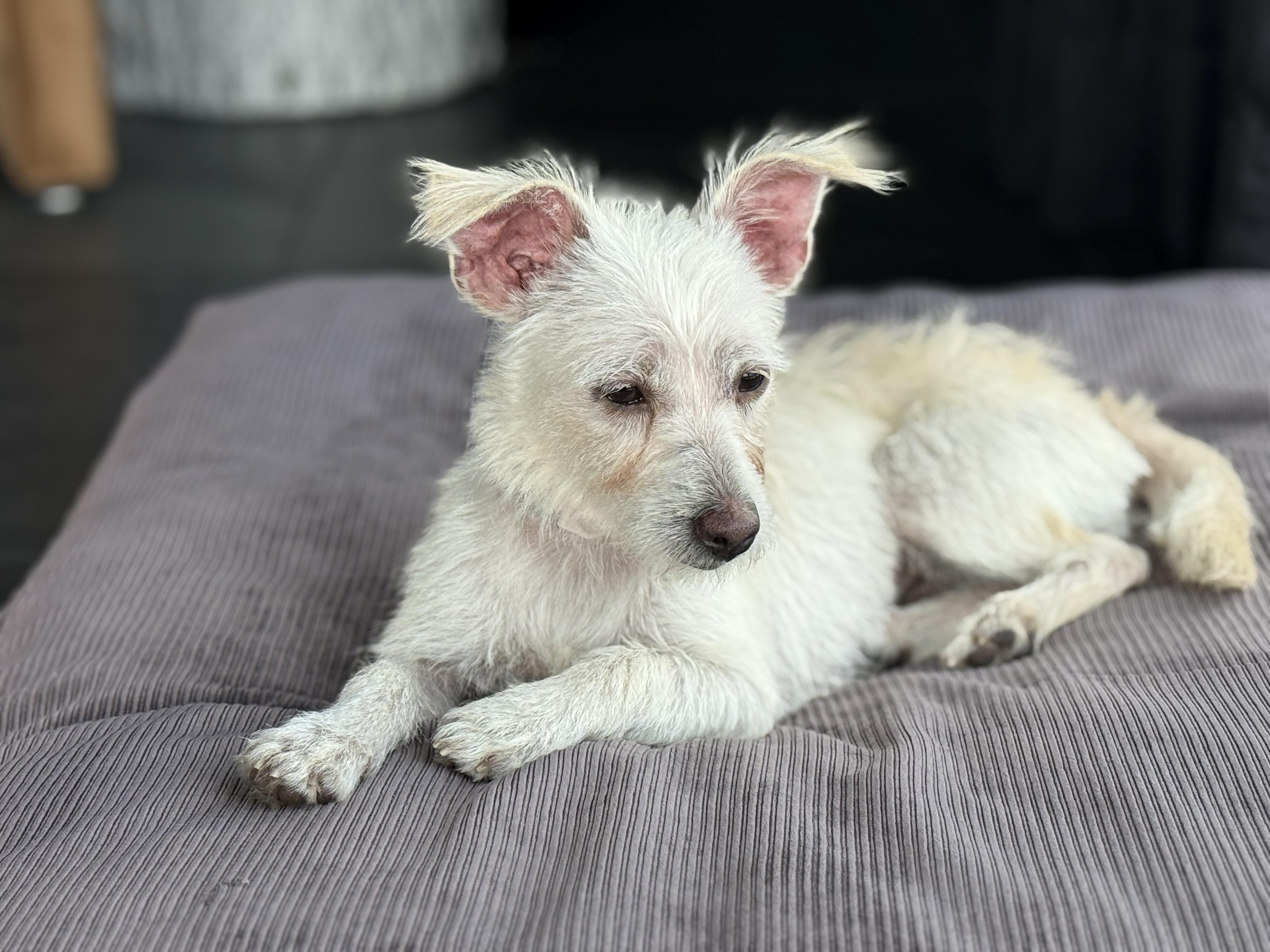 POSEY, Adoptable, Adult Female Portuguese Podengo & Jack Russell Terrier.