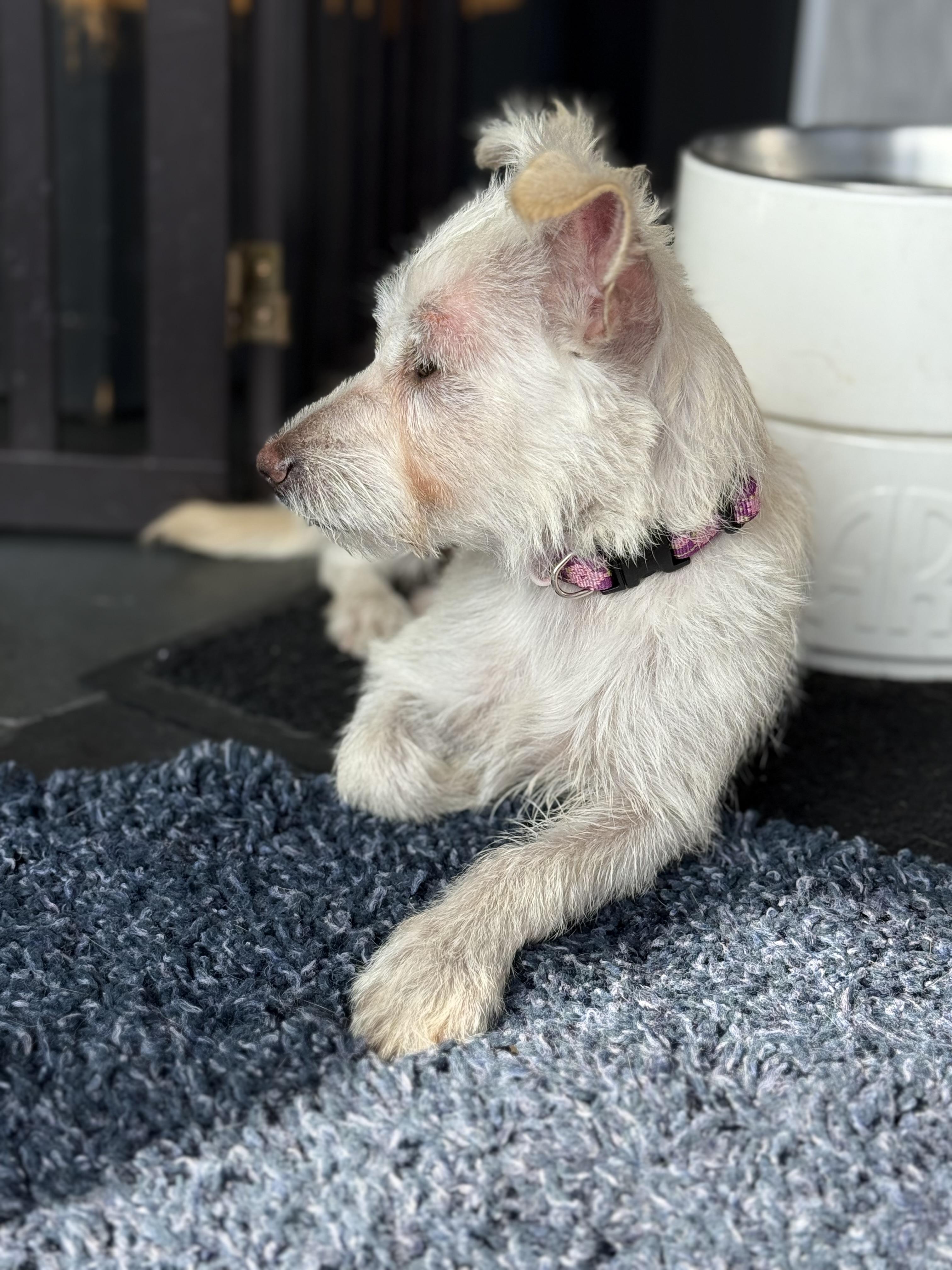 POSEY, a Adoptable mixed breed in El Segundo, CA image 4/6